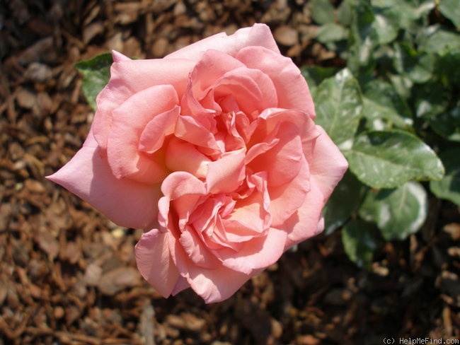 'Nácar' rose photo