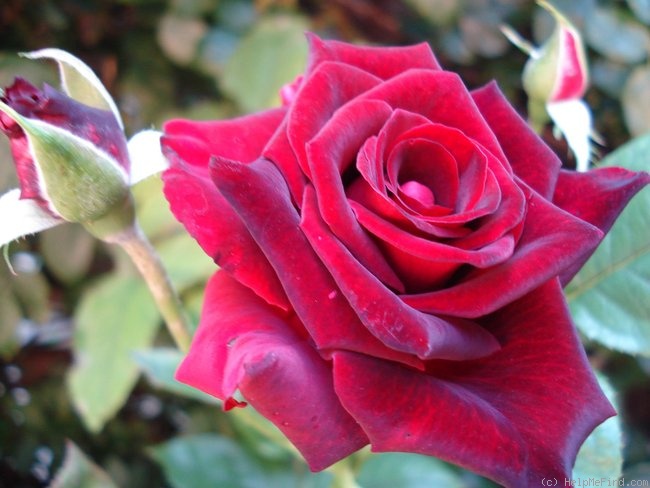 'Black Baccara ™' rose photo