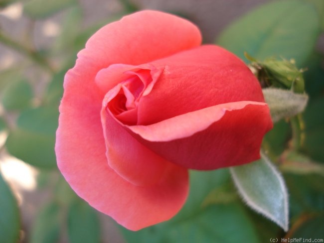 'Line Renaud ®' rose photo