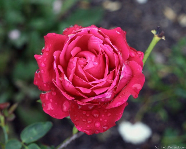 'Belgica' rose photo