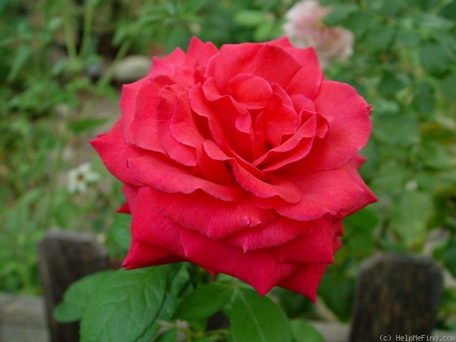 'Ain't She Sweet' rose photo