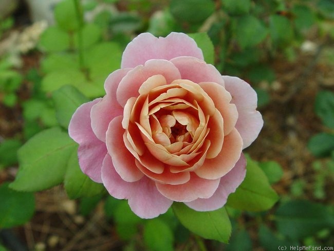 'Distant Drums (Shrub, Buck, 1984)' rose photo