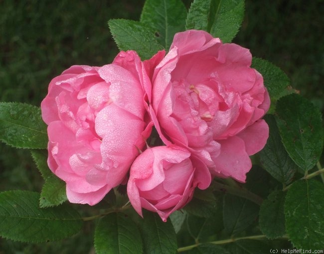 'Zaiga' rose photo