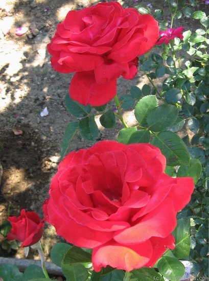 'Amalia ™ (hybrid tea, Meilland, 1985)' rose photo