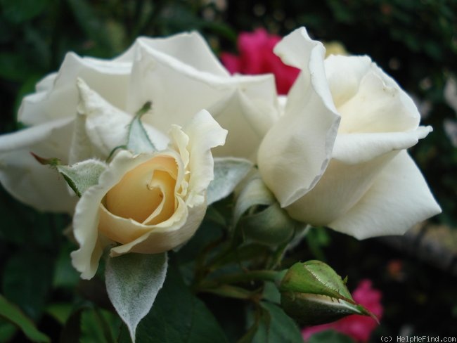 'Armorique Nirpaysage' rose photo