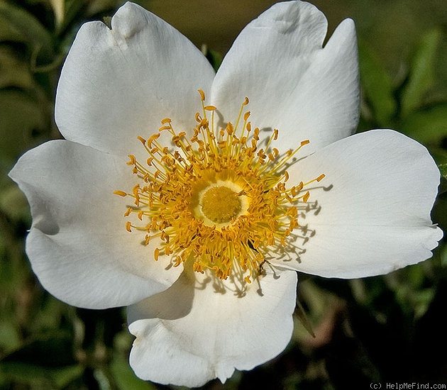 '<i>Rosa clinophylla</i> Thory' rose photo