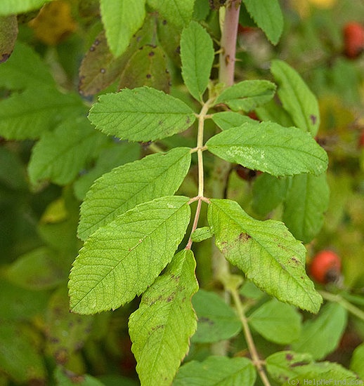 '<i>Rosa amblyotis</i> C. A. Meyer' rose photo