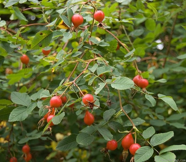 '<i>Rosa nutkana</i> Presl var. <i>nutkana</i>' rose photo