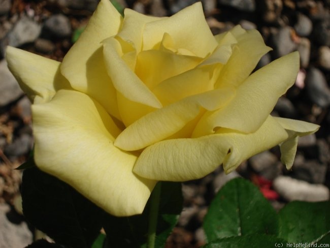 'Ards Beauty' rose photo