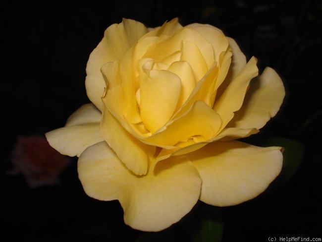 'Keep Smiling' rose photo