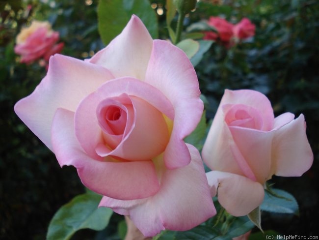 'André Eve ®' rose, click to enlarge 'André Eve ®' rose photo