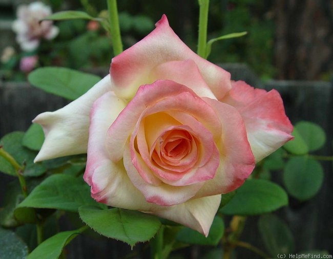 'Diana, Princess of Wales ™' rose photo