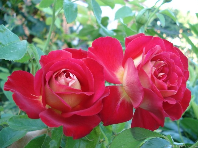 'Gipsy (floribunda, Suzuki, 1985)' rose photo
