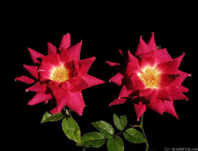 'Rubies 'n' Pearls' rose photo