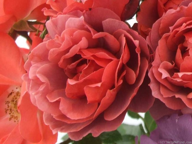 'Hot Chocolate (floribunda, Carruth, 2001)' rose photo