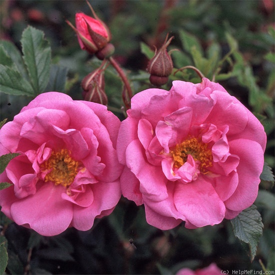 'Frigg' rose photo