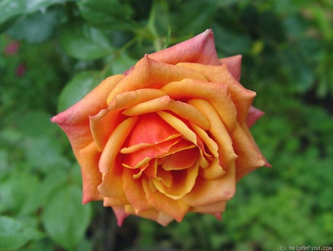 'Cherry Brandy ® (hybrid tea, Evers/Tantau before 1984)' rose photo