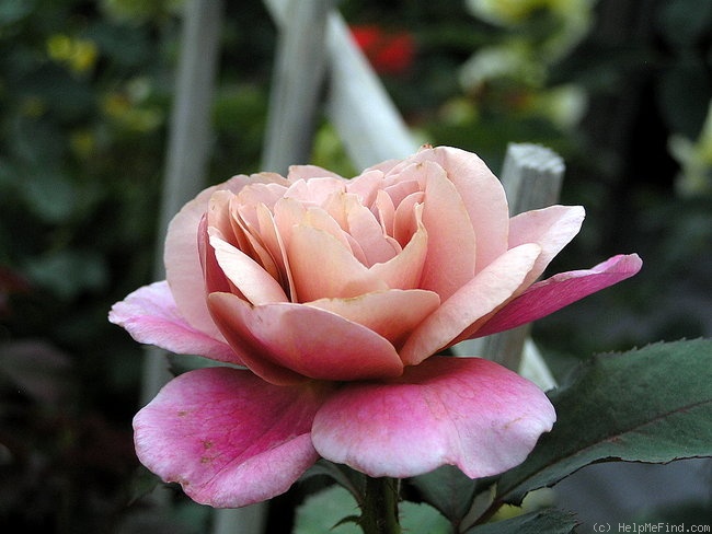 'Distant Drums (Shrub, Buck 1984)' rose photo