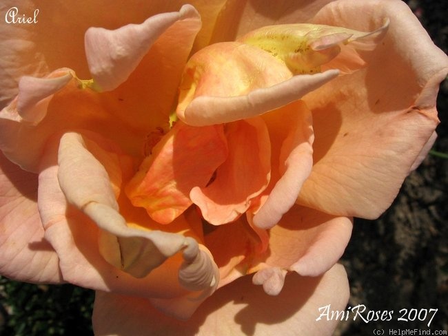 'Ariel (Pernetiana, Bees, pre 1920)' rose photo