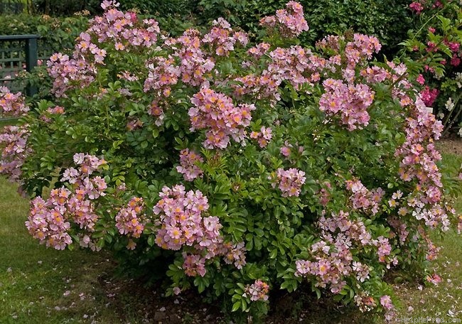 '<i>Rosa multiflora</i> var. <i>adenochaeta</i> Ohwi' rose photo