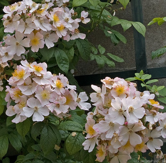 'Pearl (hybrid musk, Turner, 1915)' rose photo