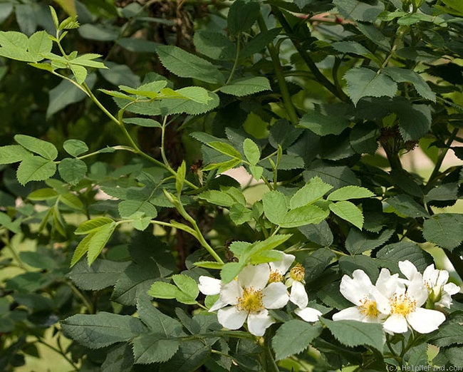 '<i>Rosa coriifolia</i> var. <i> froebelii</i> Rehd.' rose photo