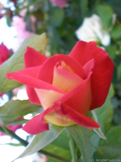 'Soleil Rouge' rose photo