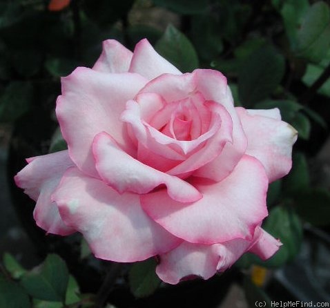 'Gene Sandberg' rose photo