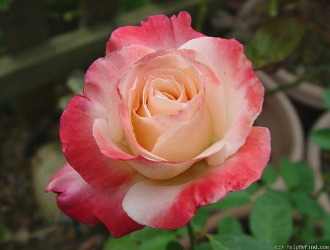 'Classie Lassie ™' rose photo