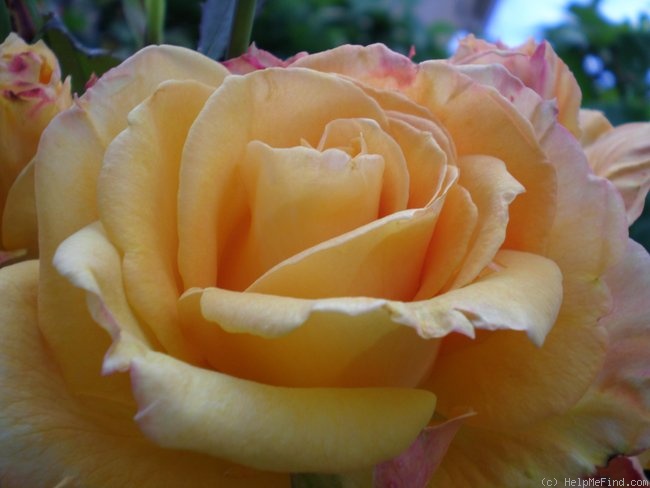 'Raymond Kopa ®' rose photo