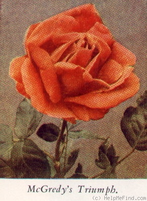 'McGredy's Triumph' rose photo