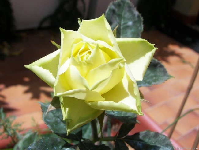 'Lemonade (florists rose, Kordes, 2002)' rose photo