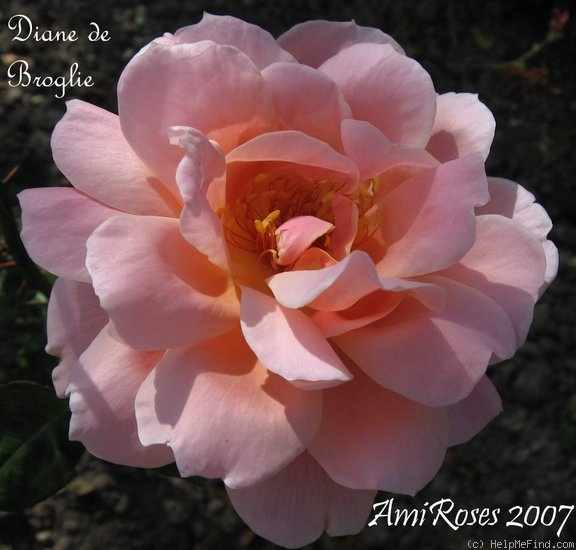 'Diane de Broglie' rose photo