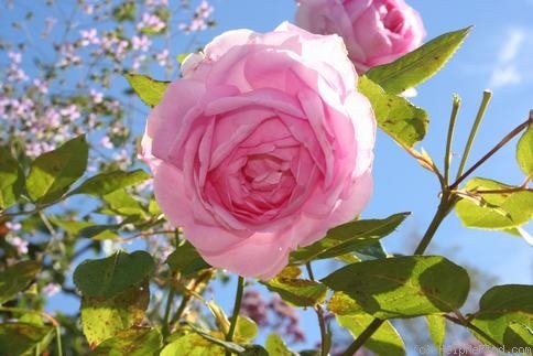'Ghita Renaissance' rose photo