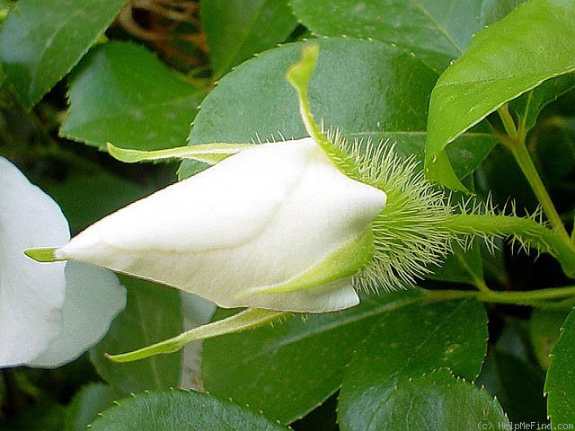 'Cherokee Rose' rose photo