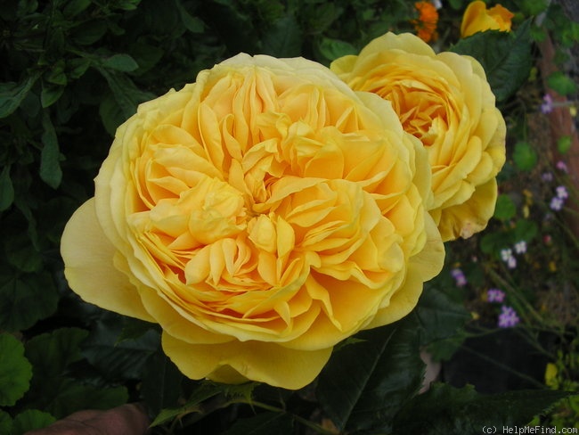 'Golden Zest ™' rose photo