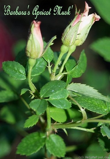 'Barbara's Apricot Musk' rose photo