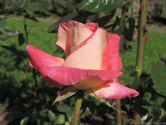 'Grande Walzer ®' rose photo