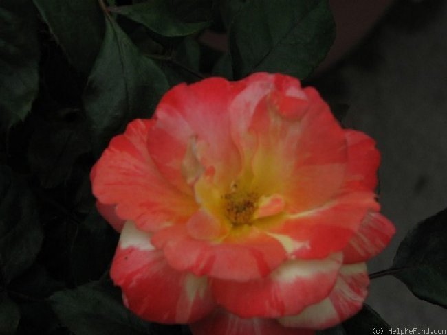 'Chihuly ®' rose photo