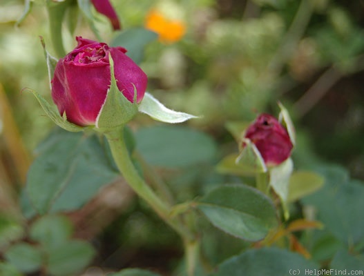 'Hans Rathgeb' rose photo
