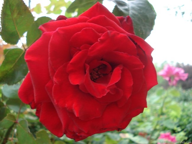 'Marcel Pagnol ®' rose photo