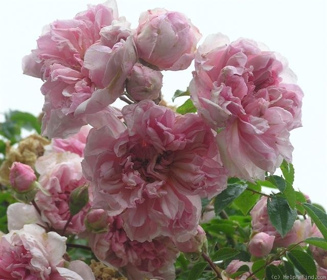 'Edmond Proust' rose photo