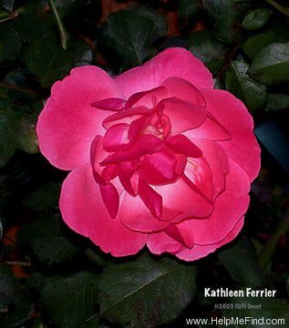 'Kathleen Ferrier' rose photo