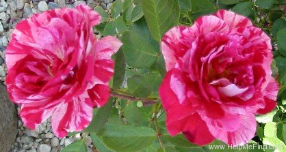 'Scentimental ™ (floribunda, Carruth 1996)' rose photo