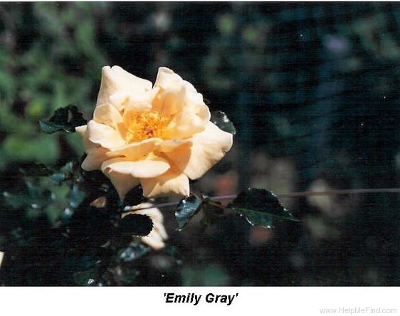 'Emily Gray' rose photo
