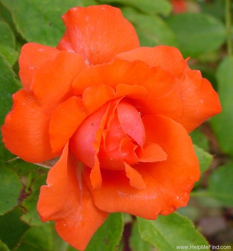 'Dream Orange ™' rose photo