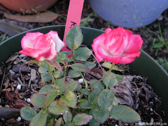 'Kristin (miniature, Benardella 1992)' rose photo