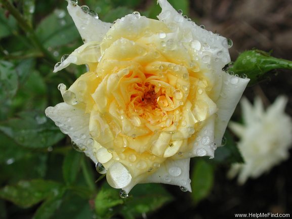 'Rise 'n' Shine' rose photo