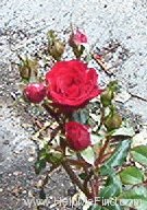 'My Valentine ™ (miniature, Moore, 1975)' rose photo