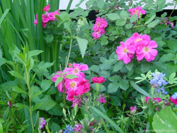 'Lynnie (Shrub, Rupert, 2001)' rose, click to enlarge 'Lynnie (Shrub, Rupert, 2001)' rose photo